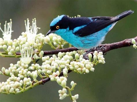 This bird is found in amazonia but also on the pacific slope of ecuador and in parts of northern colombia, and ranges from the lowlands to at least. Black-Faced Dacnis Bird via Bird's Eye View at www ...