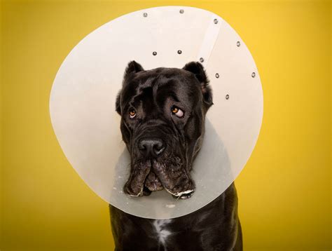 Inside The Plastic Prison Ty Foster Photographs Dogs In Cones