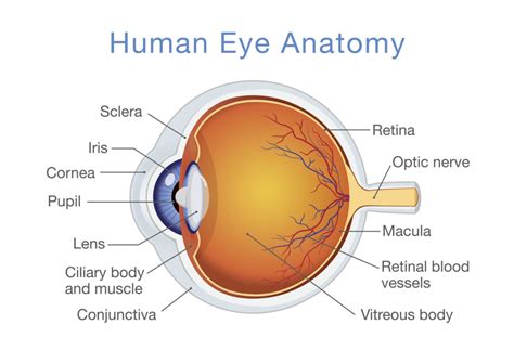 Anatomy Of Human Eye And Descriptions Review Of Myopia Management