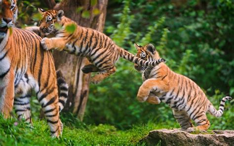 Tiger With Tiger Cubs On Forest During Daytime Hd Wallpaper Wallpaper