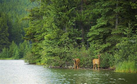 Are Coniferous Trees Evergreen Worldatlas