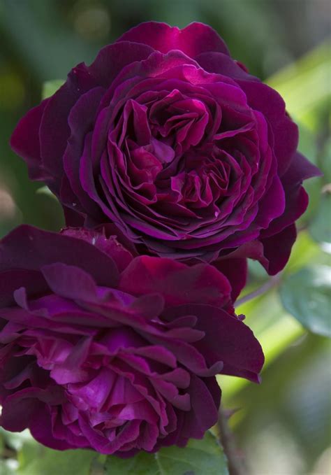 Roses Plant Care And Collection Of Varieties Vegetable