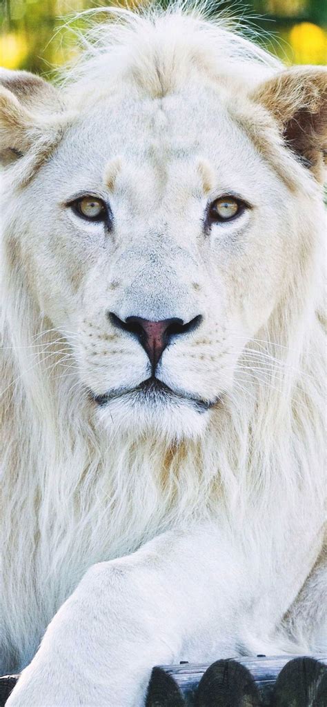 Animals White Lion Iphone Wallpapers Free Download