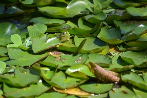 Free Images Leaf Flower Animal Pond Green Produce Botany Frog