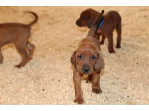 Ukc Redbone Coonhound Puppies Danville Puppies For Sale Near Me