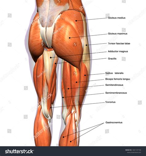 Female Hip Leg Muscles Labeled Posterior Stock Illustration