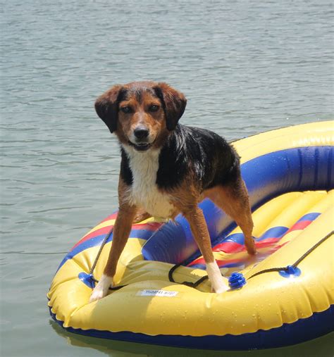 Pin by Darla Lucas on Summer | Beagle mix, Australian shepherd, Beagle