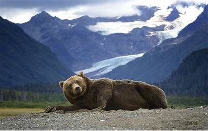 Alaska Screensaver Bear Grizzly Mountain Wallpapers Wallpapersafari