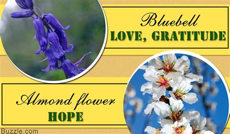 list of flower names with their meanings and alluring pictures artofit