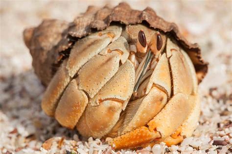 Long Penises Help Hermit Crabs Avoid Being Robbed During Sex New