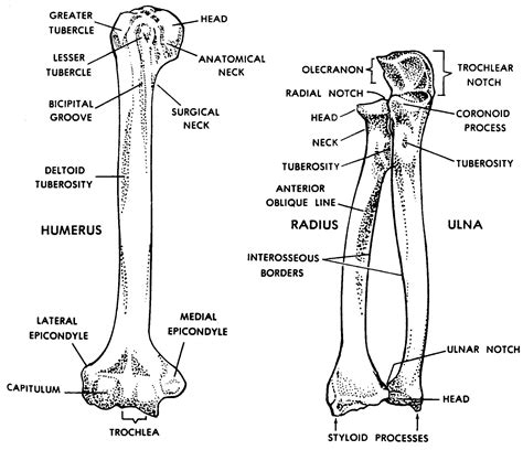 Images 04 Skeletal System Basic Human Anatomy