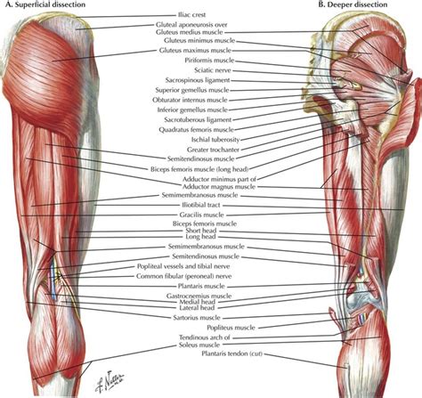 The muscular system is responsible for the movement of the human body. Lower Limbs | Radiology Key