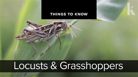 Locusts And Grasshoppers Things To Know Youtube