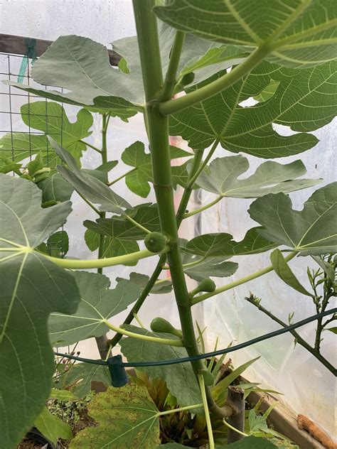 Yellow Long Neck Fig Pictures Growing Fruit