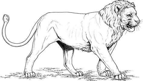 Free Printable Lion Coloring Pages Coloring Pages