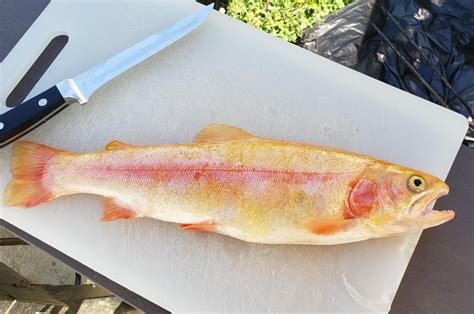 Beautiful Golden Rainbow Trout I Caught In The Hills Of West Virginia