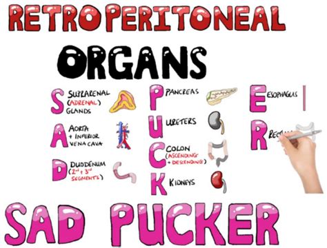 Retroperitoneal Organs Mnemonics