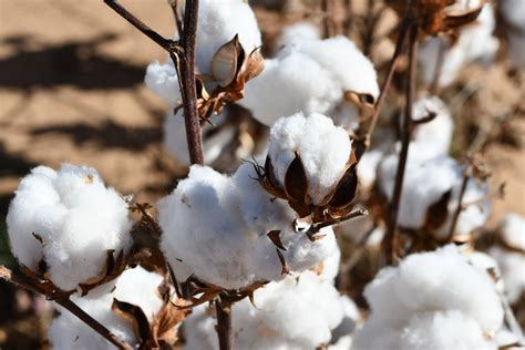 Cotton acreage continues climb in northern Texas Panhandle | AgriLife Today