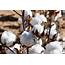 Cotton Acreage Continues Climb In Northern Texas Panhandle  AgriLife Today