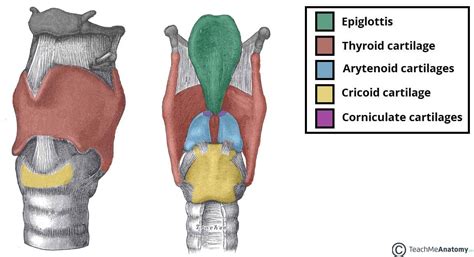 Laryngeal Cartilages Paired Unpaired Teachmeanatomy