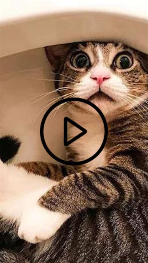 funniest cats 😹 don t try to hold back laughter 😂 funny cats cats funny