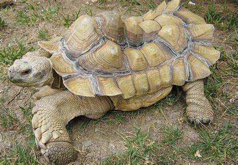 Sulcata Tortoise Pyramiding Everything You Should To Know