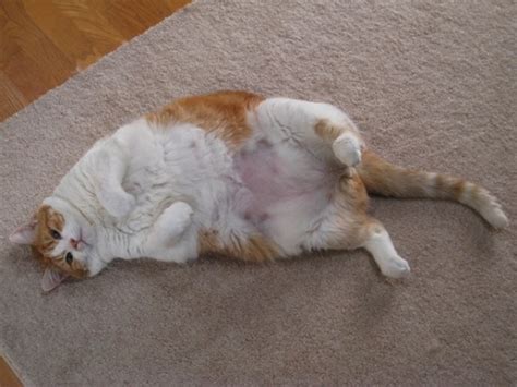 The Health Risks To Overweight Cats