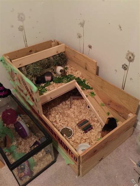 pin  guinea pig cages
