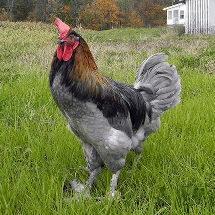 Baby black copper maran rooster. Day-Old Chicks: Blue Copper Marans