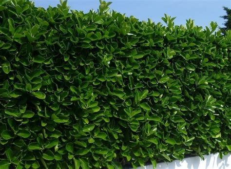 Buy Euonymus Hedging Euonymus Japonicus Hedging Plants Hopes Grove