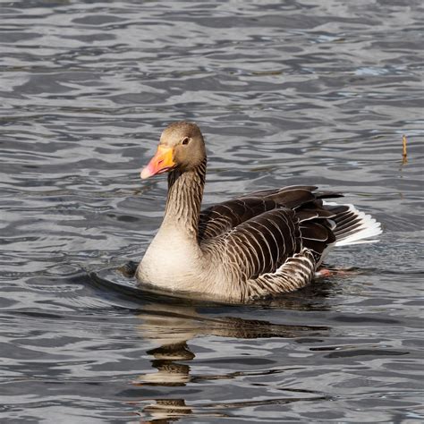 Trogtrogblog Bird Of The Week Greylag Goose