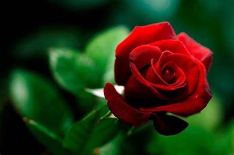 red love flower red rose passion hd wallpaper peakpx
