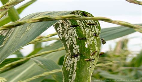 Mutant Corn Key To Insecticide Free Pest Control Hobby Farms