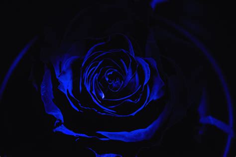 Wallpapers Black Electric Blue Blue Blue Rose Black Rose Fiori