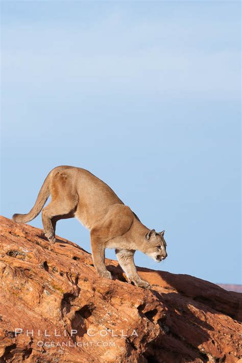 Mountain Lion Puma Concolor 12364 Natural History Photography