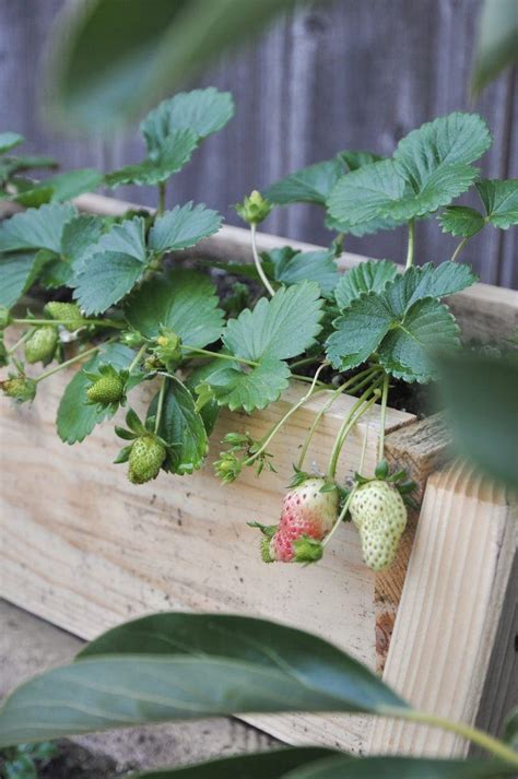 Diy Tiered Strawberry Planter Vertical Planter Box For Your Garden