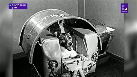 La Historia De Laika La Perra Cosmonauta Que Murió En El Espacio Youtube