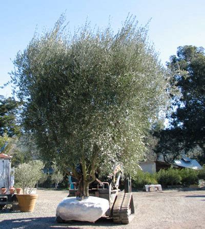 In home gardens, multi trunk trees sometimes evolve from overgrown shrubbery. Olive Tree Farm Nursery - Careful Selection, Delivery and ...