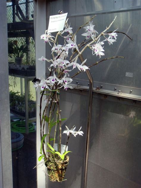 Hoa Phong Lan Vi T Vietnam Orchids List Of Dendrobium Species