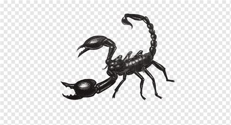 Scorpion Drawing Color Goimages Ninja
