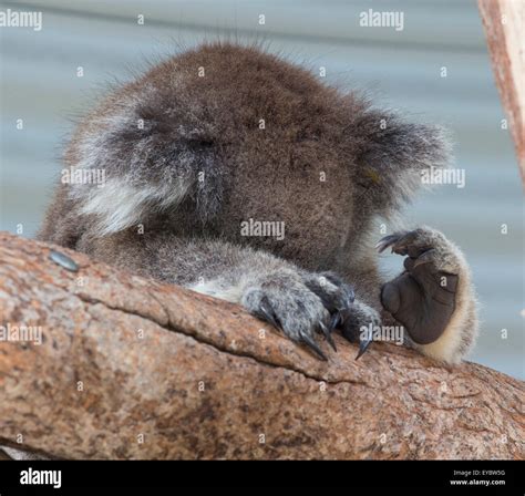 Tired Koala Hi Res Stock Photography And Images Alamy