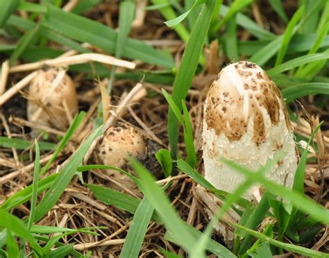 Ink Cap Mushrooms Iowa Wildlife Blog