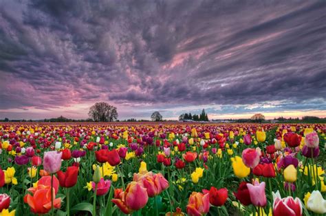 Sunset Over Tulip Field Tulip Fields Flower Field Tulip Fields