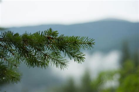 Free Stock Photo Of Branch Pine Tree