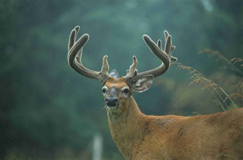 A Close Up Of A Deer With Antlers On Its Head And Horns