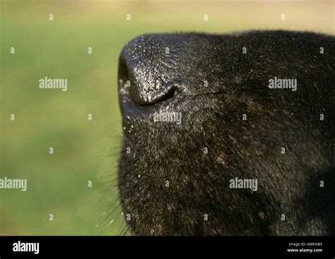 Black Dogs Nose Side View Close Up Stock Photo Alamy