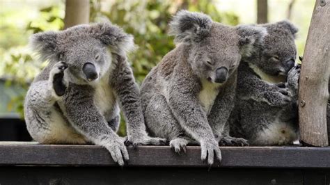 Young Koalas Are In A Cuddle Huddle At The Australian Reptile Park