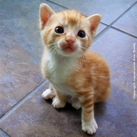 Julie Ann Brady Blog On Adopt A Kitten In Jacksonville Florida