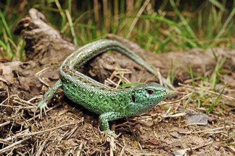 Sie legt sie in ein erdloch und überlässt das ausbrüten der sonne. 2020+2021: Zauneidechse - Naturschutzbund Österreich