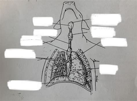 Fetal Pig Thoracic Cavity Diagram Diagram Quizlet